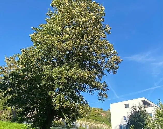 Harzperle 1 Ii Zentrales 3 Zi Ii Familien Bad Harzburg